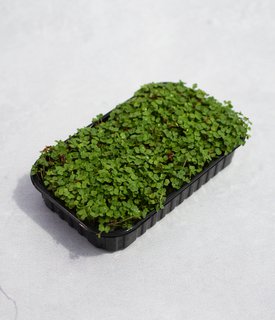 Мікрозелень Крес-салат